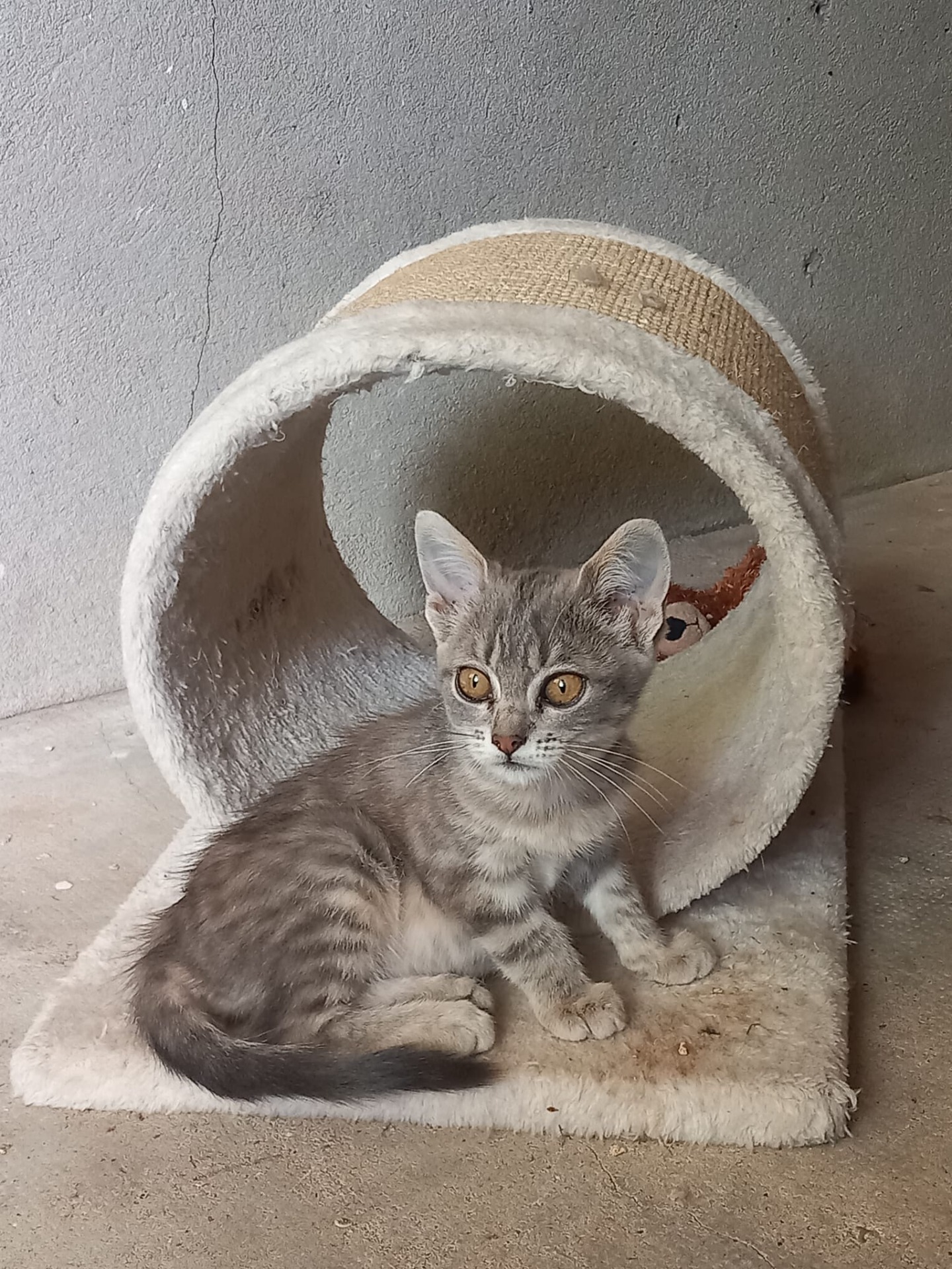 Zazou est à l'adoption